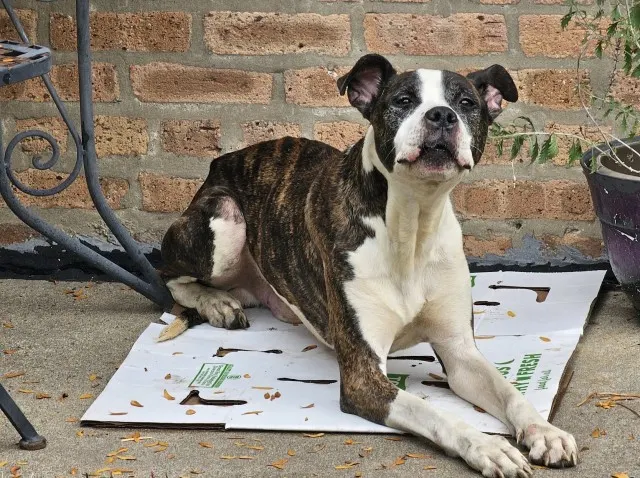 Adoptable Dog