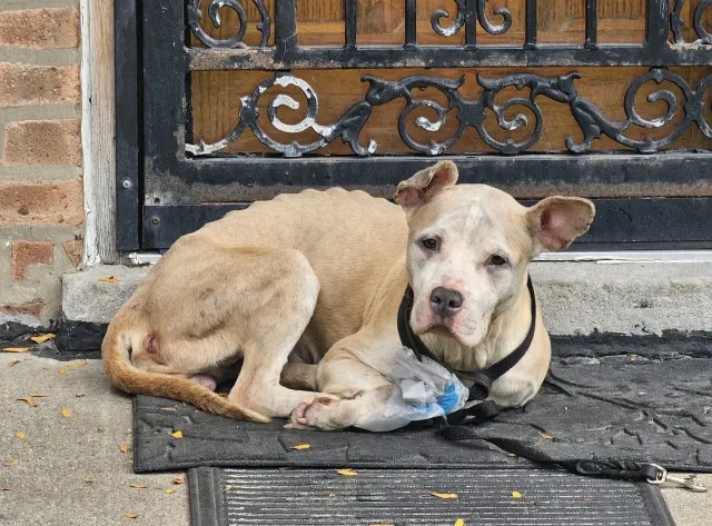 Adoptable Dog