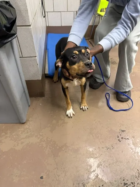 Adoptable Dog