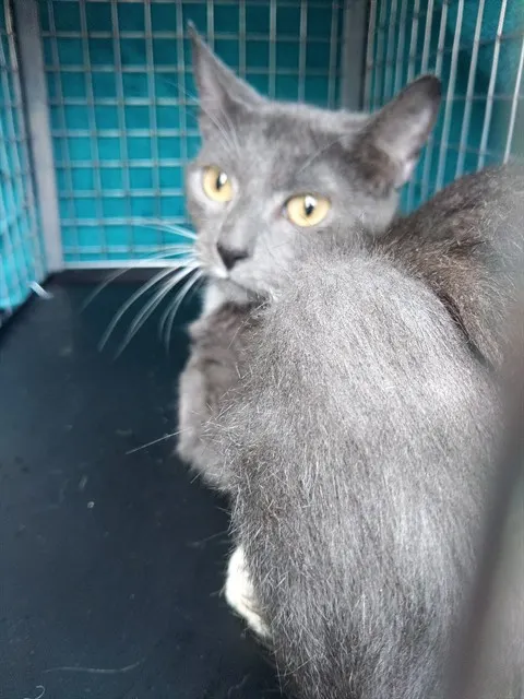 Adoptable Cat