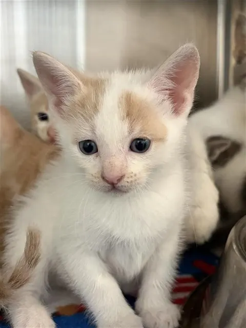 Adoptable Cat