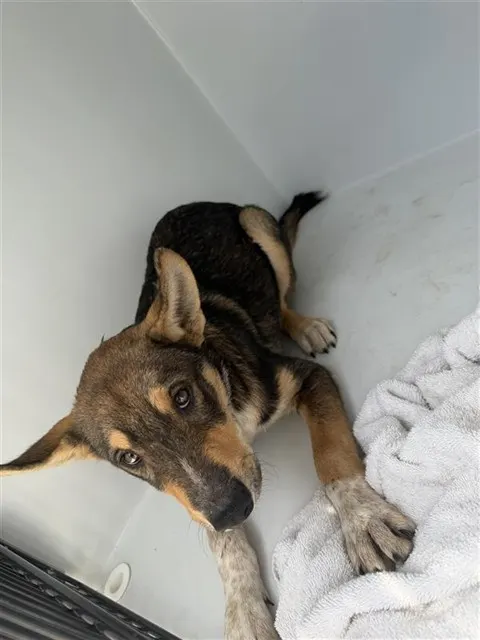 Adoptable Dog