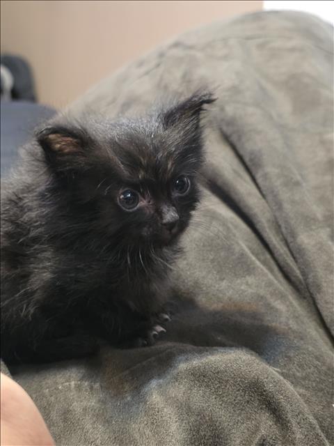 Pepper
