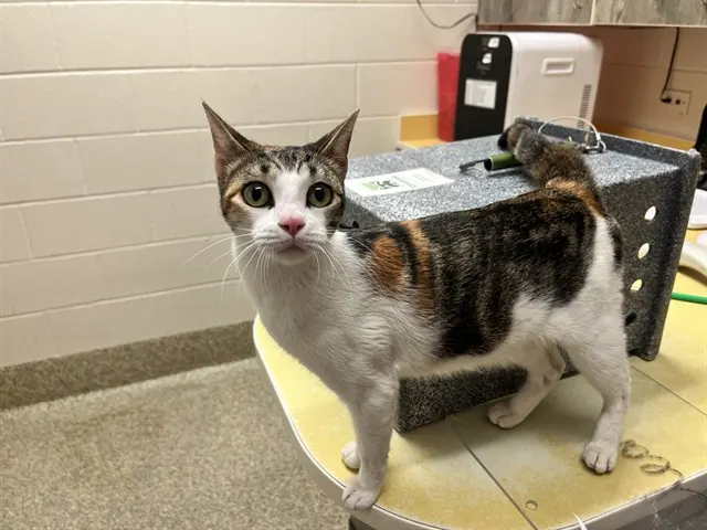 Callie