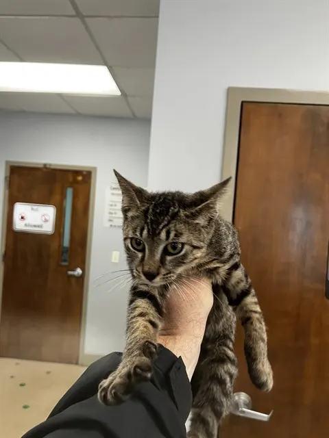 Adoptable Cat