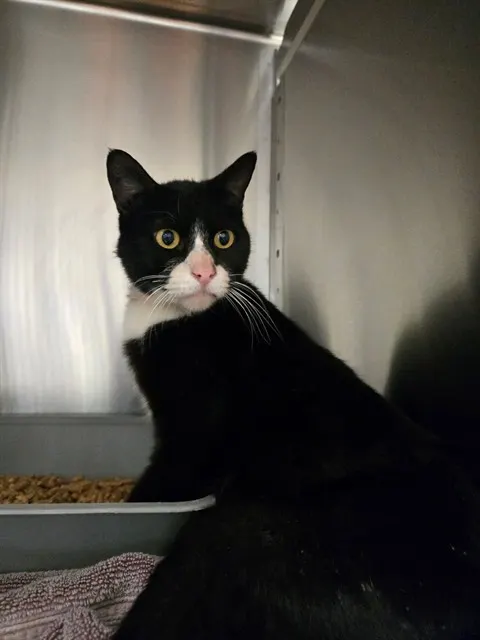 Adoptable Cat