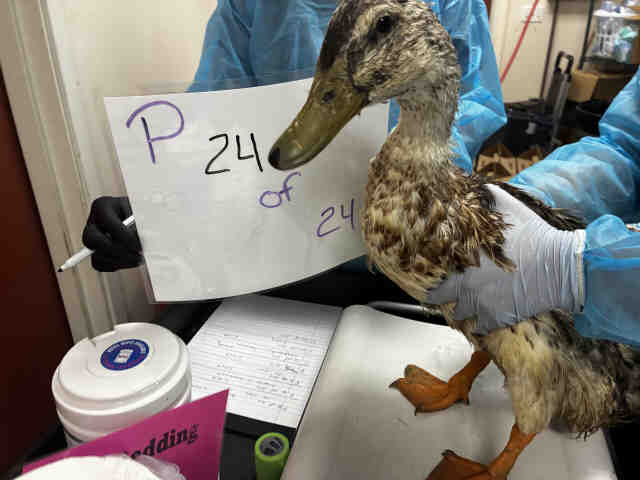 Adoptable Bird