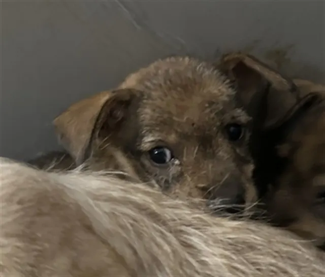 Adoptable Dog