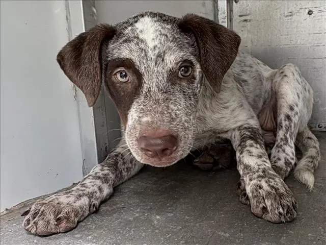 Adoptable Dog