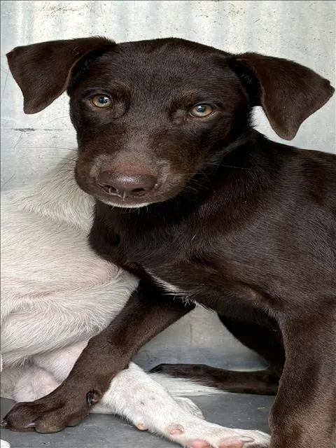 Adoptable Dog