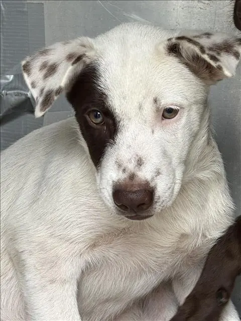 Adoptable Dog