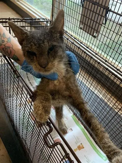 Adoptable Cat