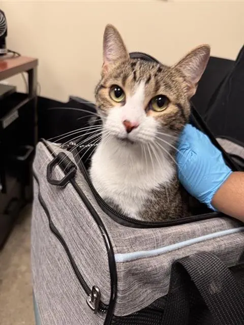 Mochi