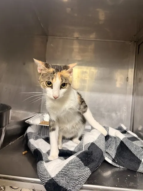 Adoptable Cat