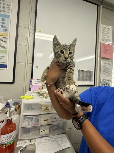 Adoptable Cat