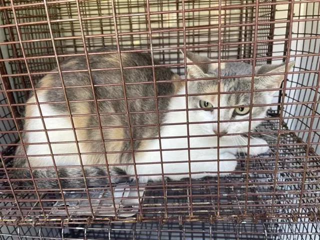 Adoptable Cat