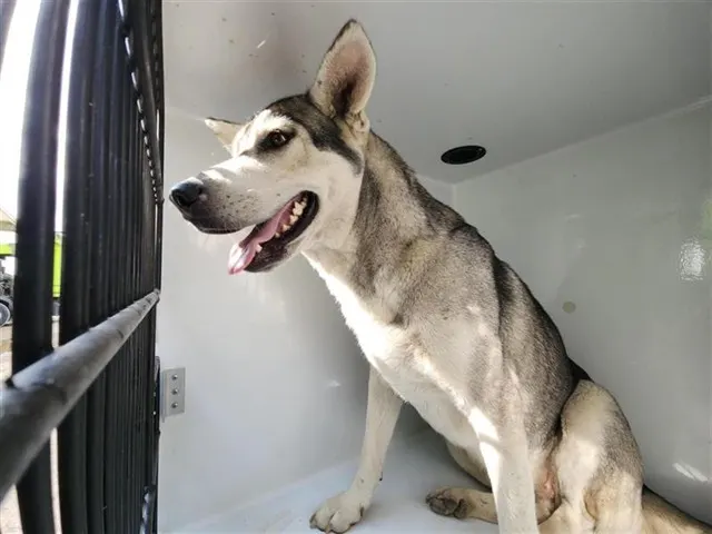 Adoptable Dog