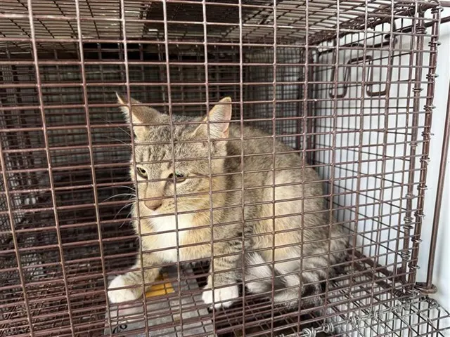 Adoptable Cat