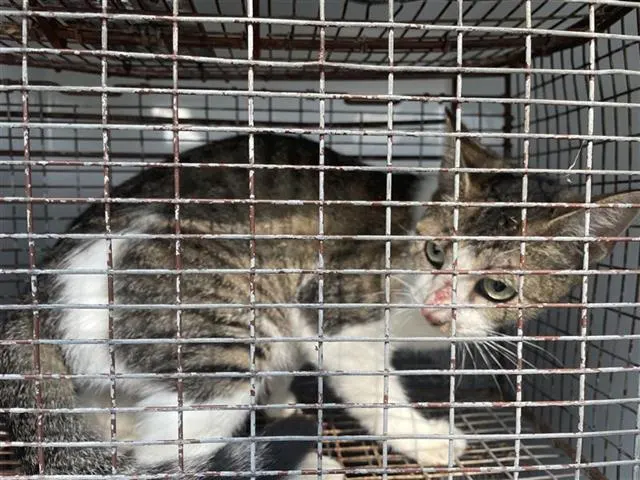 Adoptable Cat