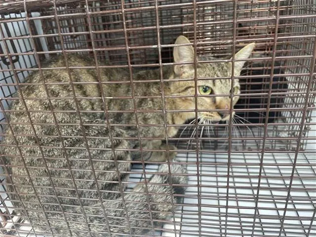 Adoptable Cat