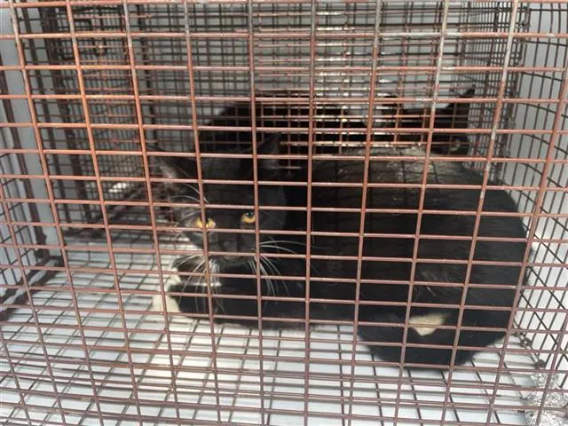 Adoptable Cat