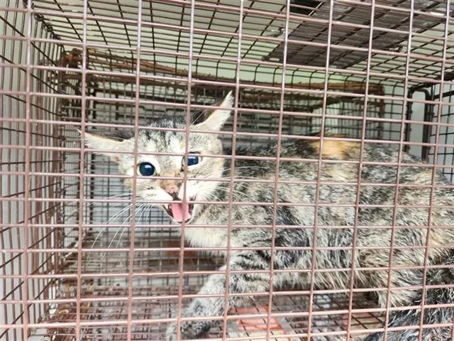 Adoptable Cat