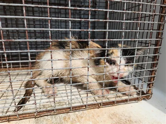 Adoptable Cat
