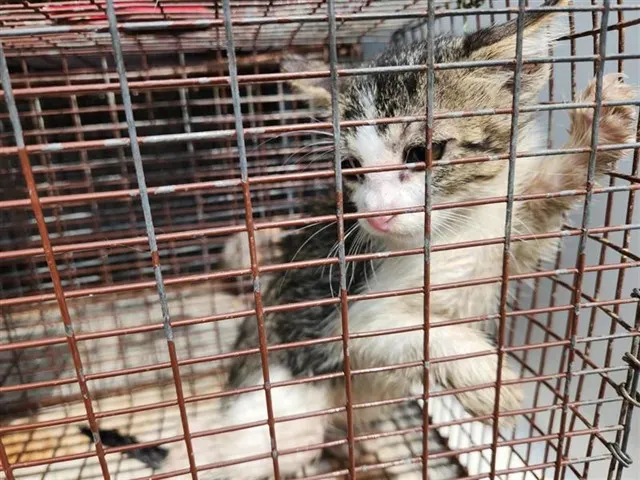 Adoptable Cat
