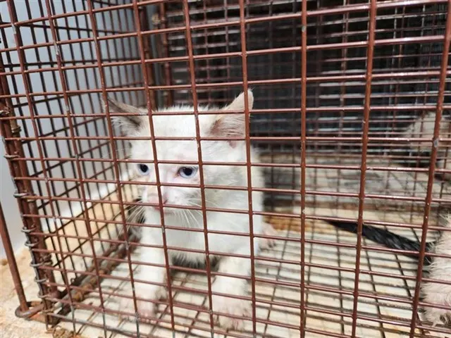 Adoptable Cat