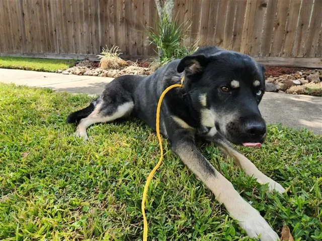 Adoptable Dog