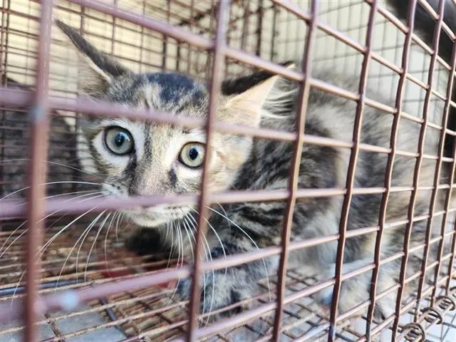 Adoptable Cat