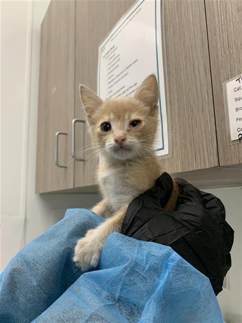Adoptable Cat