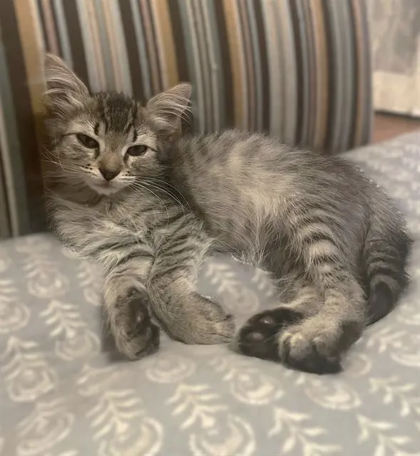 Truffle