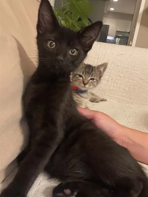 Pepper