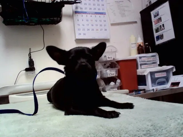 Adoptable Dog