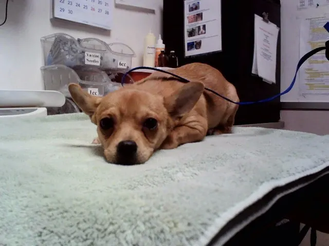 Adoptable Dog