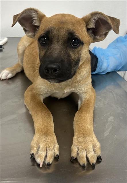 Adoptable Dog