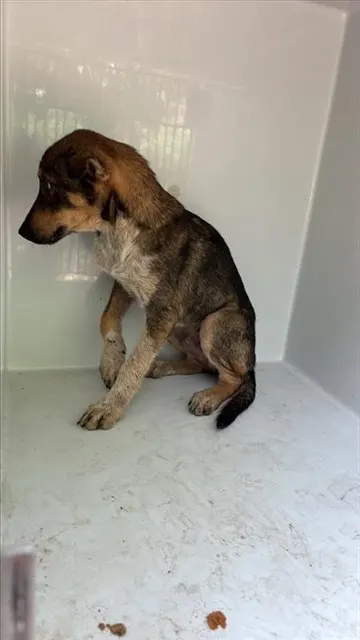 Adoptable Dog