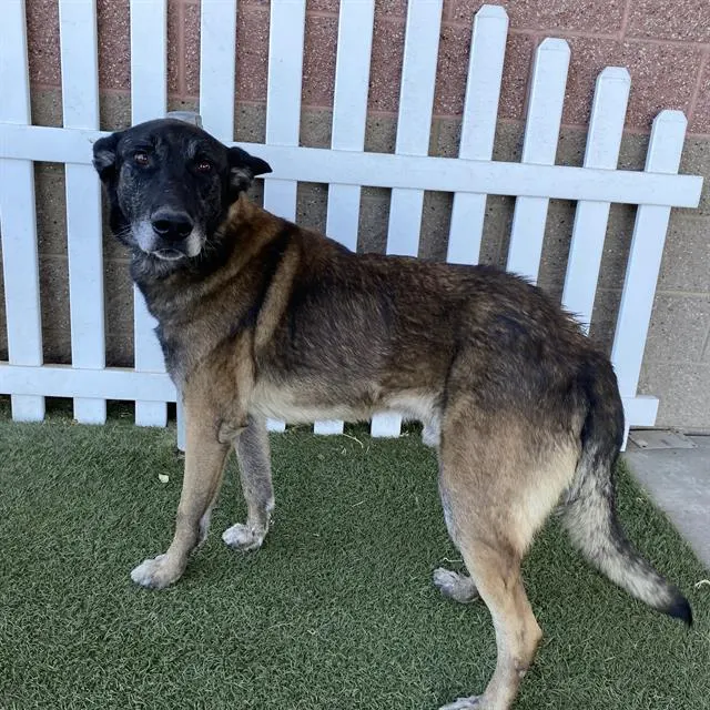 Adoptable Dog