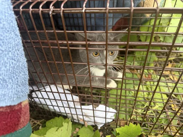 Adoptable Cat
