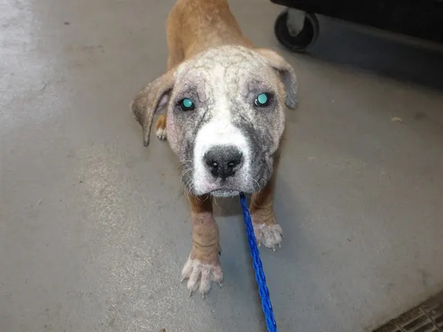 Adoptable Dog