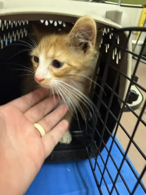 Adoptable Cat