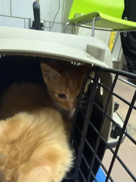 Adoptable Cat