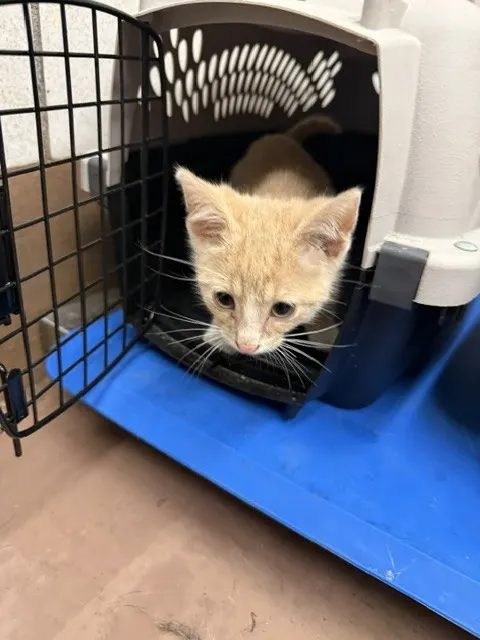Adoptable Cat