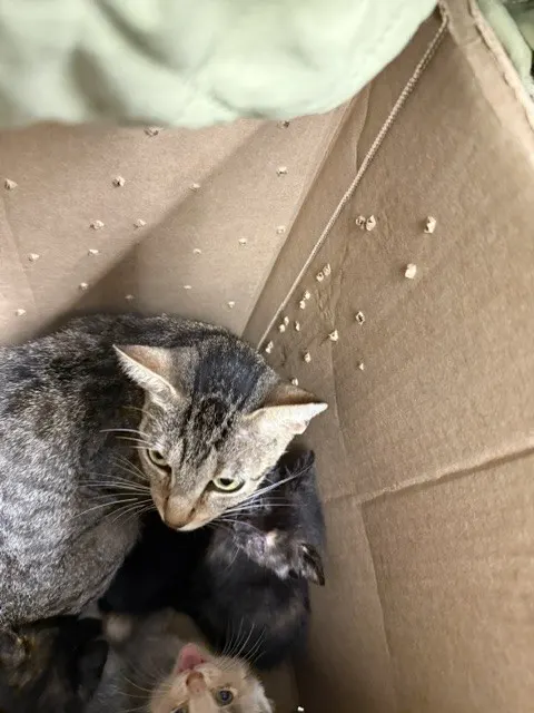 Adoptable Cat