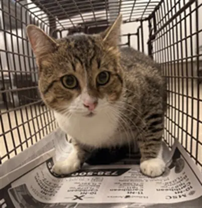 Adoptable Cat