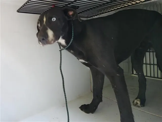 Adoptable Dog