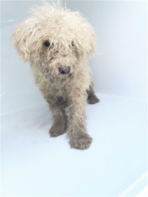 Adoptable Dog