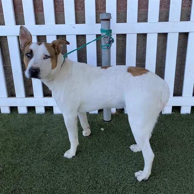 Adoptable Dog