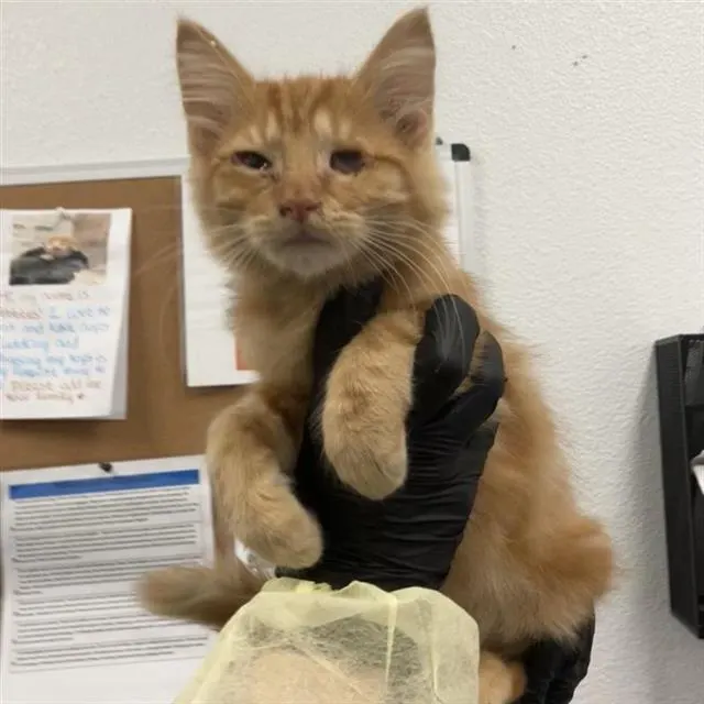 Adoptable Cat